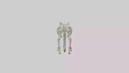 3D model Raccoon Skeleton model VR / AR / low-poly
