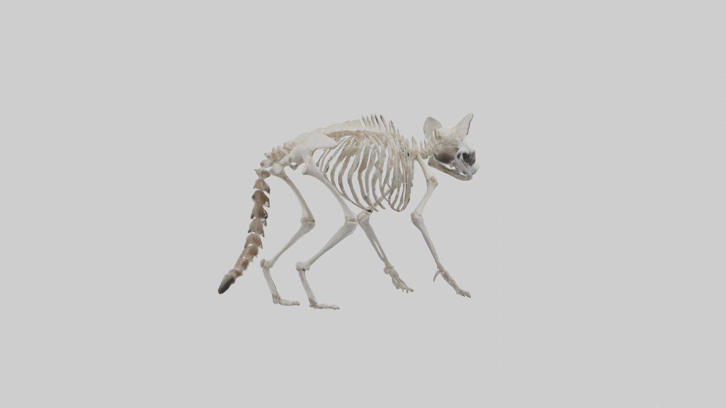 3D model Raccoon Skeleton model VR / AR / low-poly