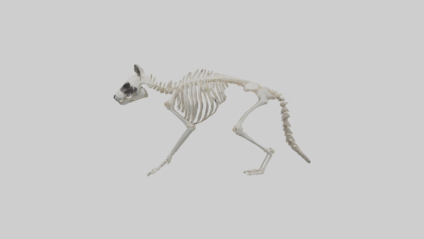 3D model Raccoon Skeleton model VR / AR / low-poly