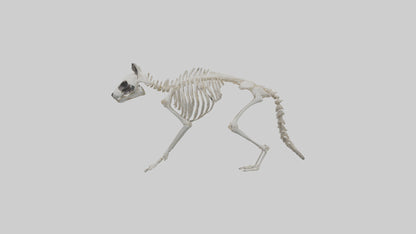 3D model Raccoon Skeleton model VR / AR / low-poly