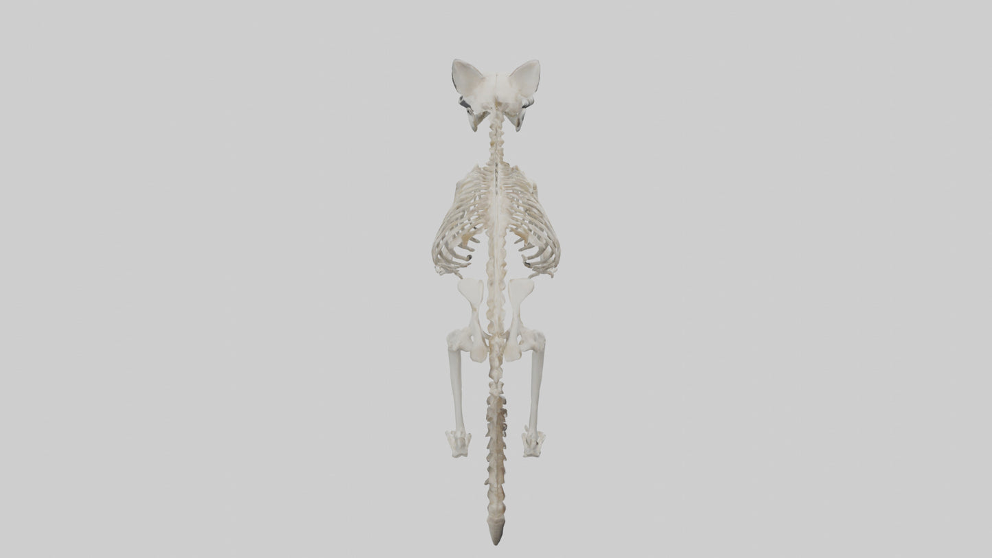 3D model Raccoon Skeleton model VR / AR / low-poly