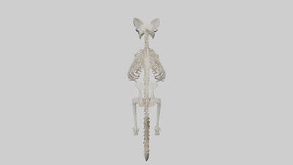 3D model Raccoon Skeleton model VR / AR / low-poly