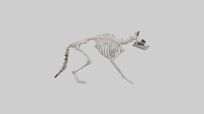 3D model Raccoon Skeleton model VR / AR / low-poly