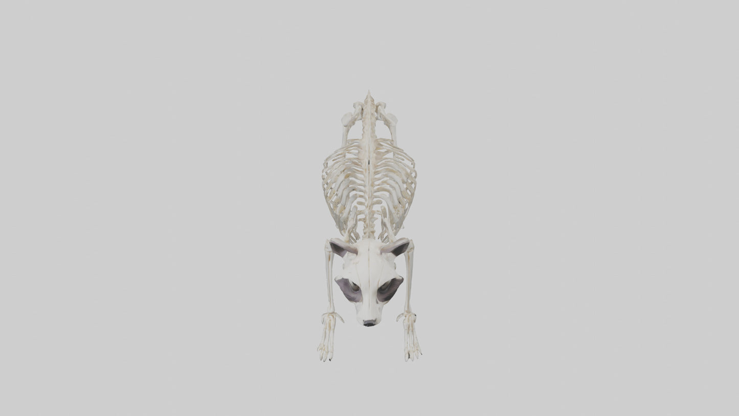 3D model Raccoon Skeleton model VR / AR / low-poly