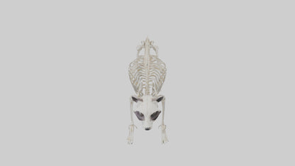 3D model Raccoon Skeleton model VR / AR / low-poly