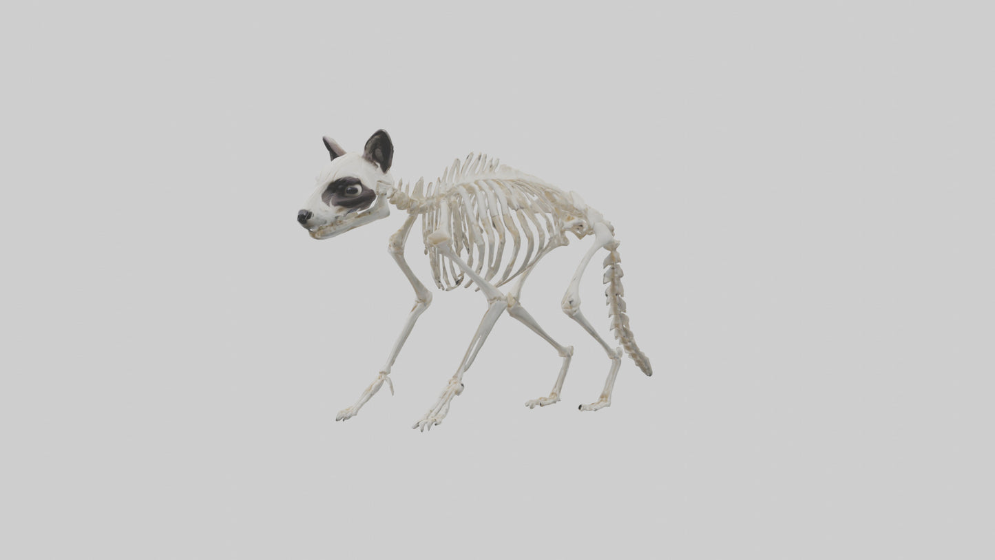 3D model Raccoon Skeleton model VR / AR / low-poly