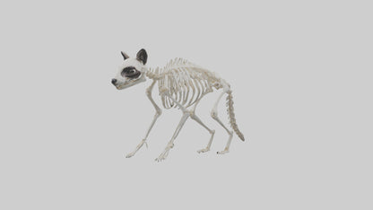 3D model Raccoon Skeleton model VR / AR / low-poly