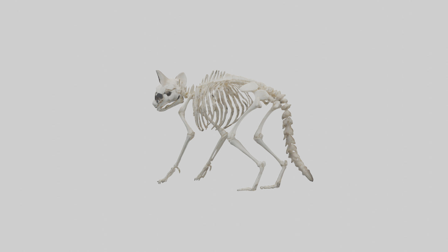 3D model Raccoon Skeleton model VR / AR / low-poly