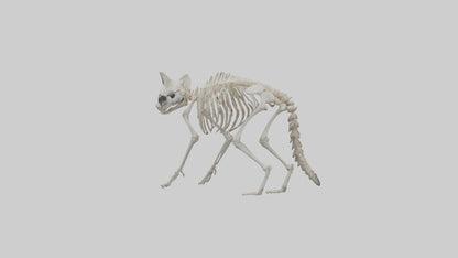 3D model Raccoon Skeleton model VR / AR / low-poly