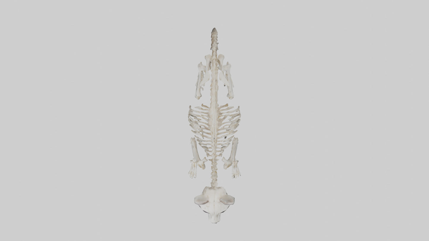 3D model Raccoon Skeleton model VR / AR / low-poly