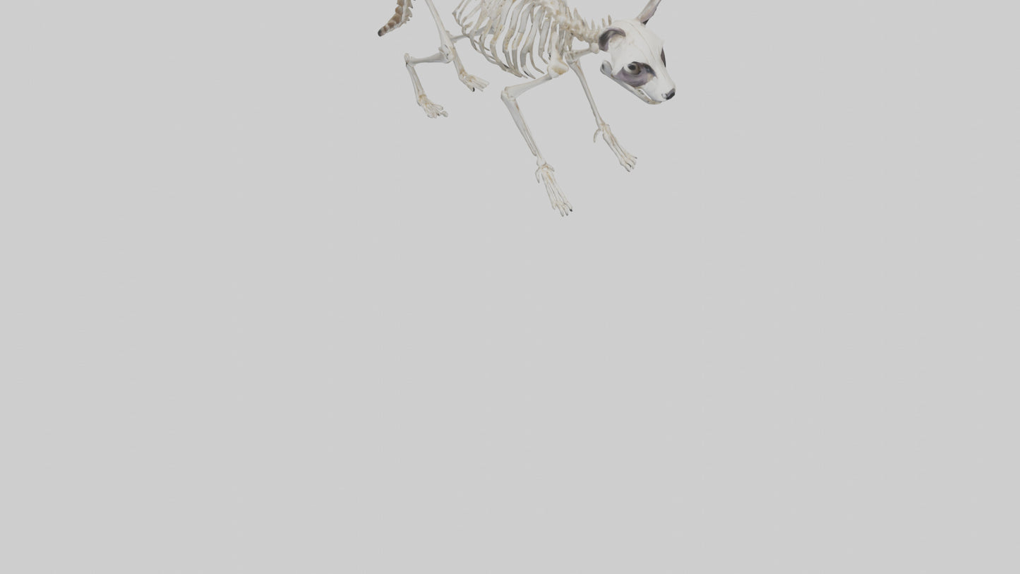 3D model Raccoon Skeleton model VR / AR / low-poly