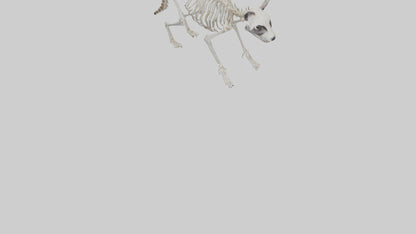 3D model Raccoon Skeleton model VR / AR / low-poly