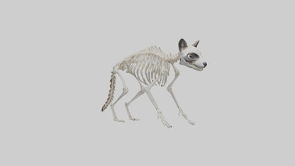 3D model Raccoon Skeleton model VR / AR / low-poly