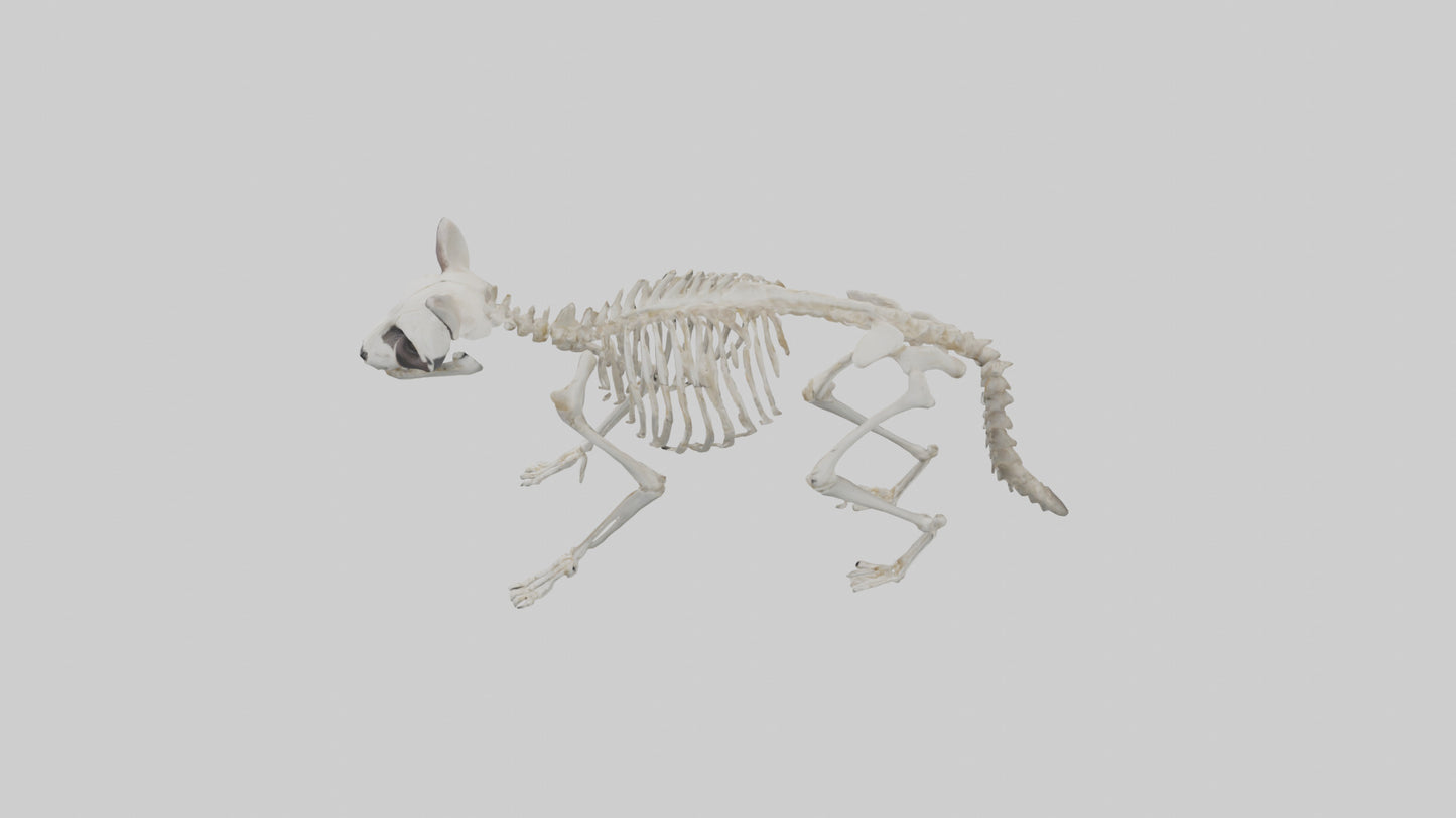 3D model Raccoon Skeleton model VR / AR / low-poly