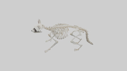 3D model Raccoon Skeleton model VR / AR / low-poly