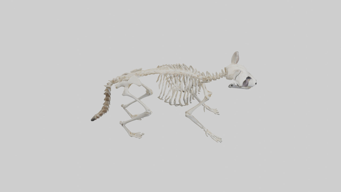 3D model Raccoon Skeleton model VR / AR / low-poly