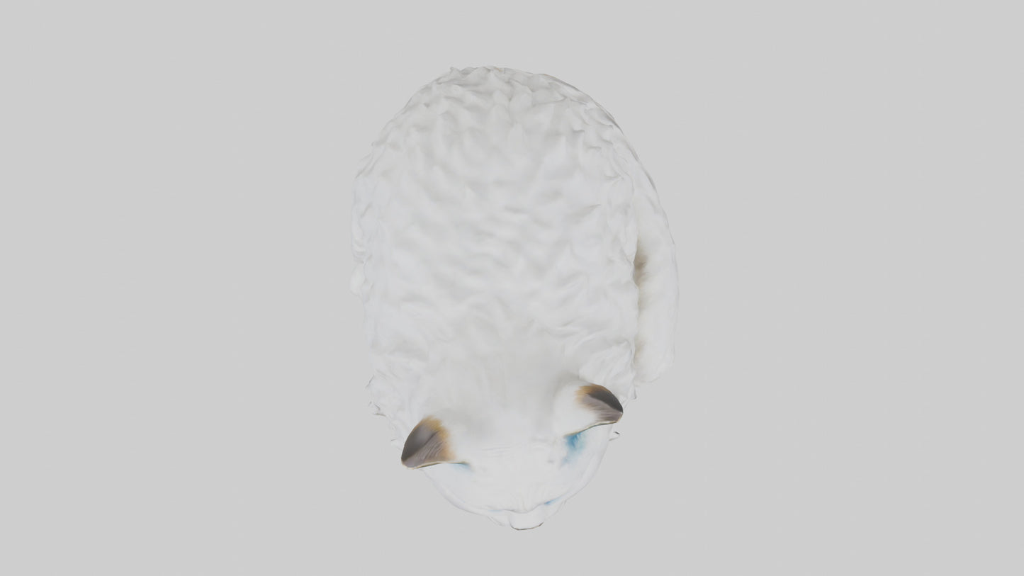 3D model Ragdoll Cat statue model VR / AR / low-poly