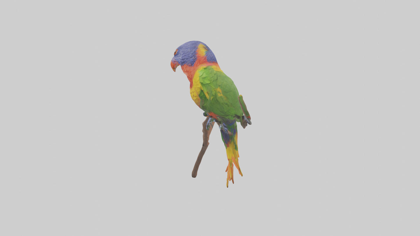 Rainbow Lorikeet perched model VR / AR / low-poly