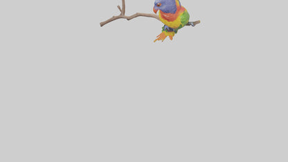 Rainbow Lorikeet perched model VR / AR / low-poly