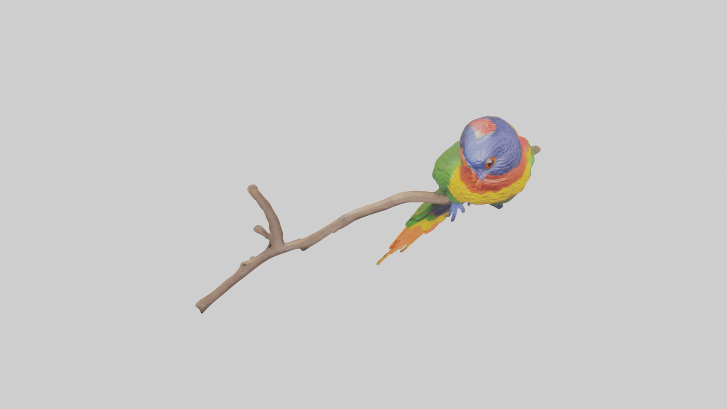 Rainbow Lorikeet perched model VR / AR / low-poly