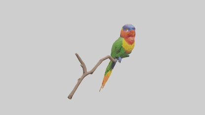 Rainbow Lorikeet perched model VR / AR / low-poly