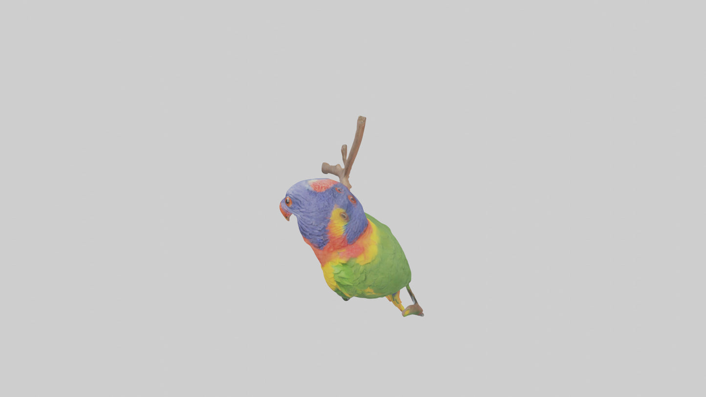 Rainbow Lorikeet perched model VR / AR / low-poly