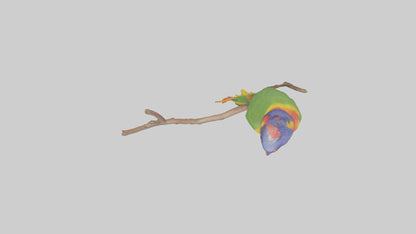 Rainbow Lorikeet perched model VR / AR / low-poly