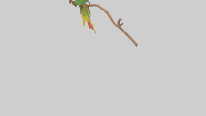 Rainbow Lorikeet perched model VR / AR / low-poly