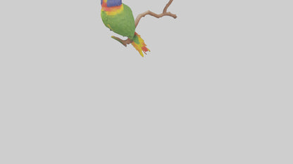 Rainbow Lorikeet perched model VR / AR / low-poly
