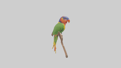 Rainbow Lorikeet perched model VR / AR / low-poly