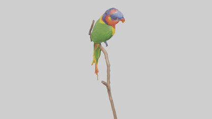 Rainbow Lorikeet perched model VR / AR / low-poly