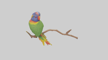 Rainbow Lorikeet perched model VR / AR / low-poly