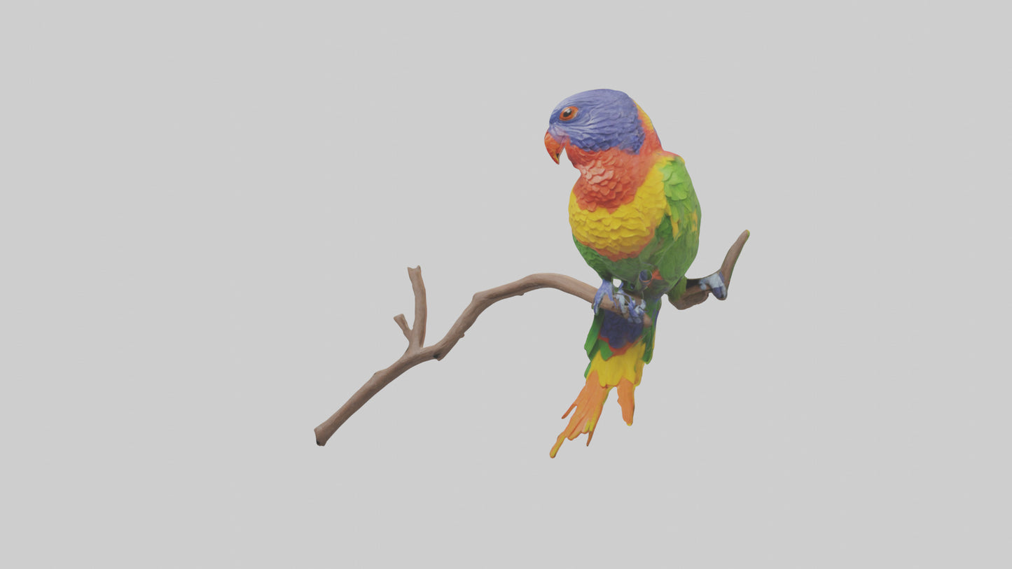 Rainbow Lorikeet perched model VR / AR / low-poly