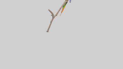Rainbow Lorikeet perched model VR / AR / low-poly