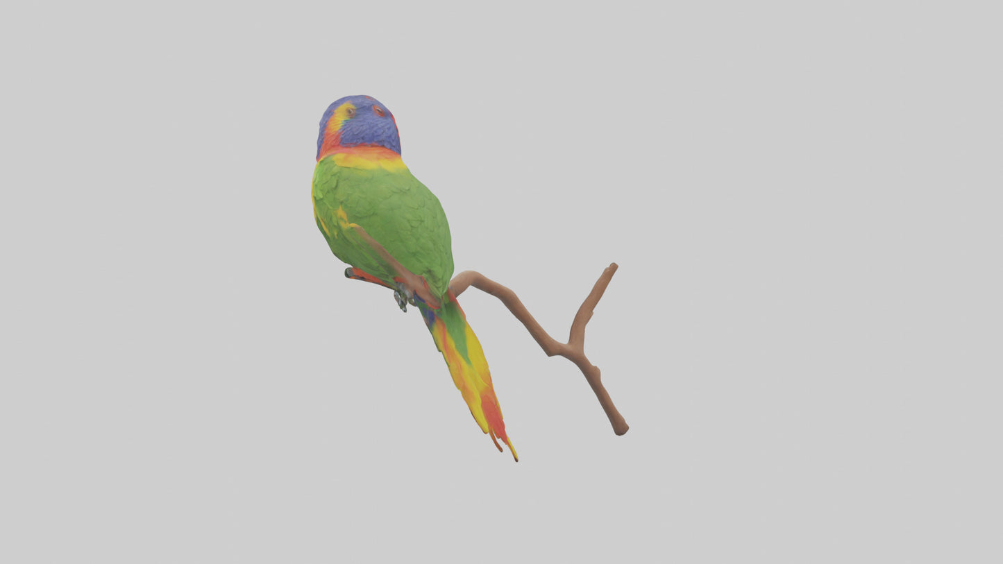 Rainbow Lorikeet perched model VR / AR / low-poly