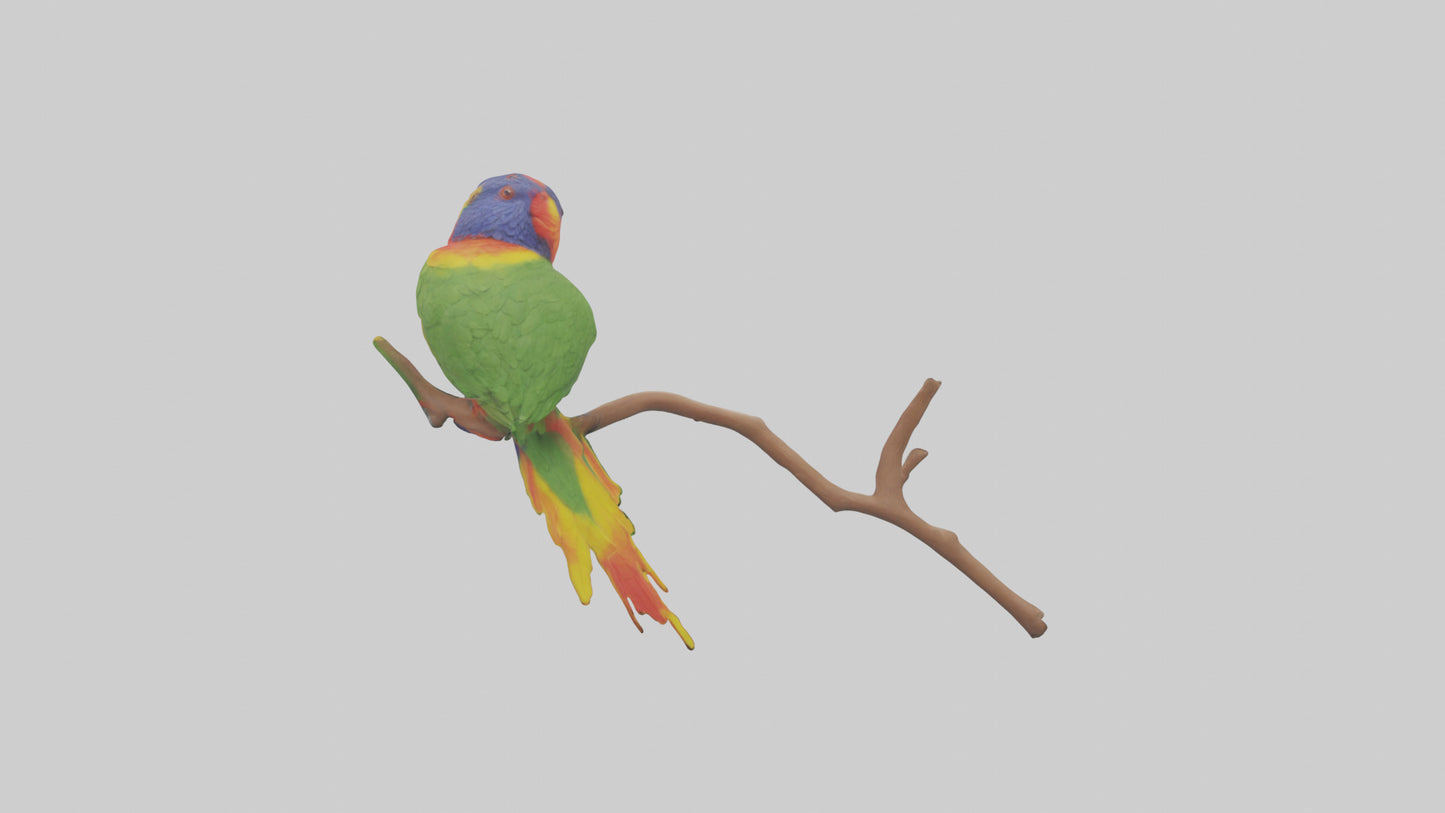 Rainbow Lorikeet perched model VR / AR / low-poly