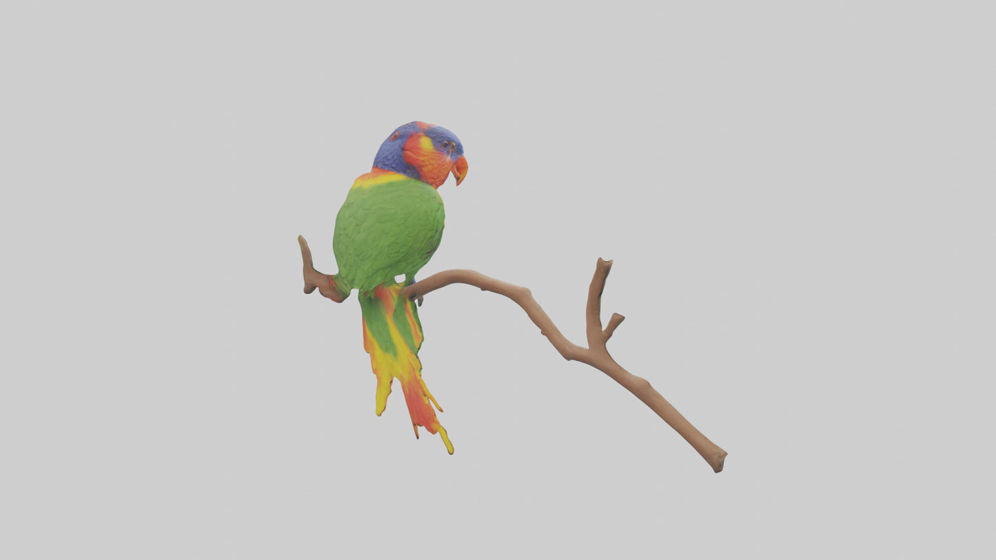 Rainbow Lorikeet perched model VR / AR / low-poly