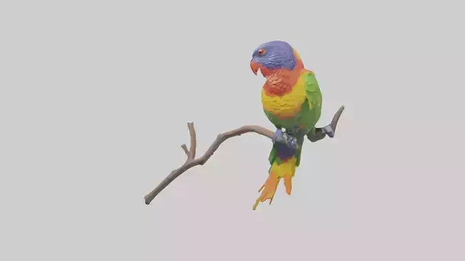 Rainbow Lorikeet perched model VR / AR / low-poly