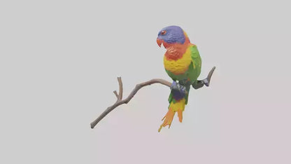 Rainbow Lorikeet perched model VR / AR / low-poly