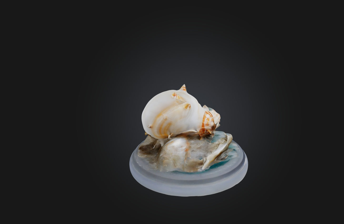 3D model Rare Shell Collection VR / AR / low-poly