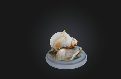 3D model Rare Shell Collection VR / AR / low-poly
