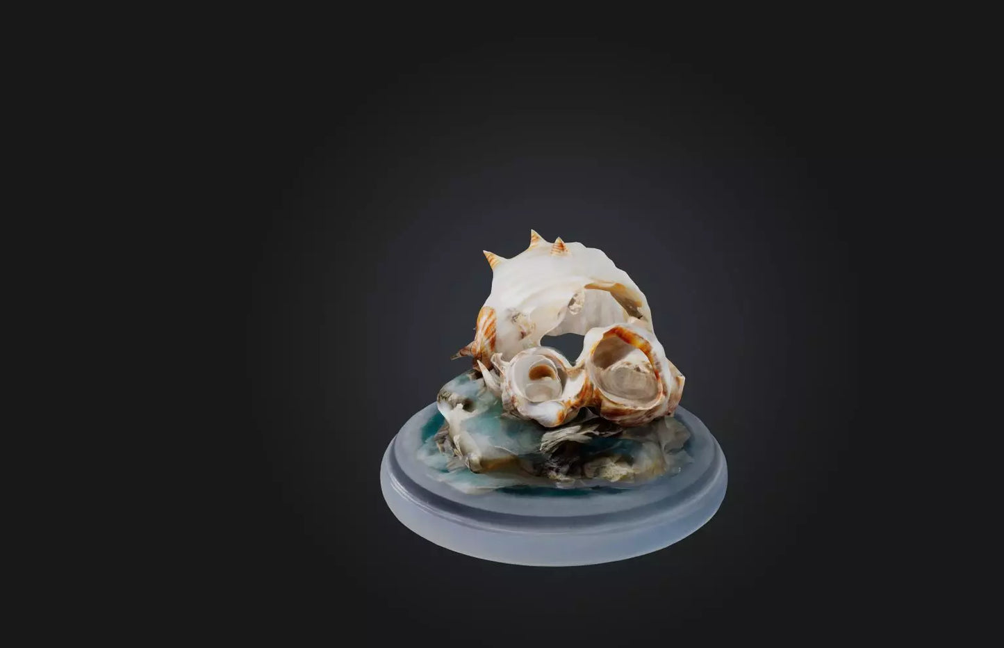 3D model Rare Shell Collection VR / AR / low-poly