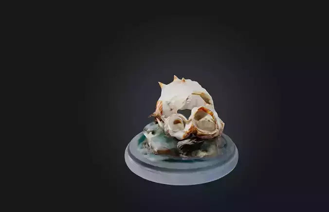 3D model Rare Shell Collection VR / AR / low-poly