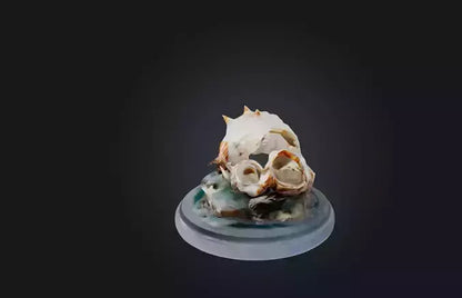 3D model Rare Shell Collection VR / AR / low-poly