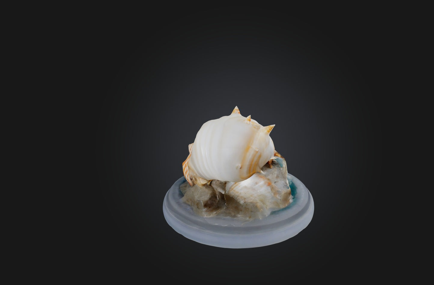 3D model Rare Shell Collection VR / AR / low-poly