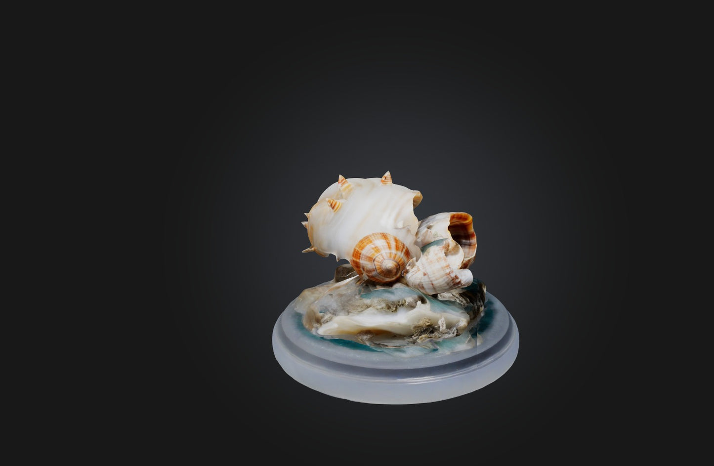 3D model Rare Shell Collection VR / AR / low-poly