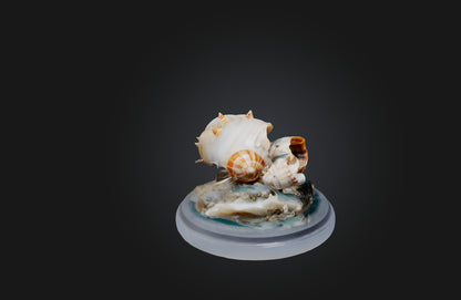 3D model Rare Shell Collection VR / AR / low-poly