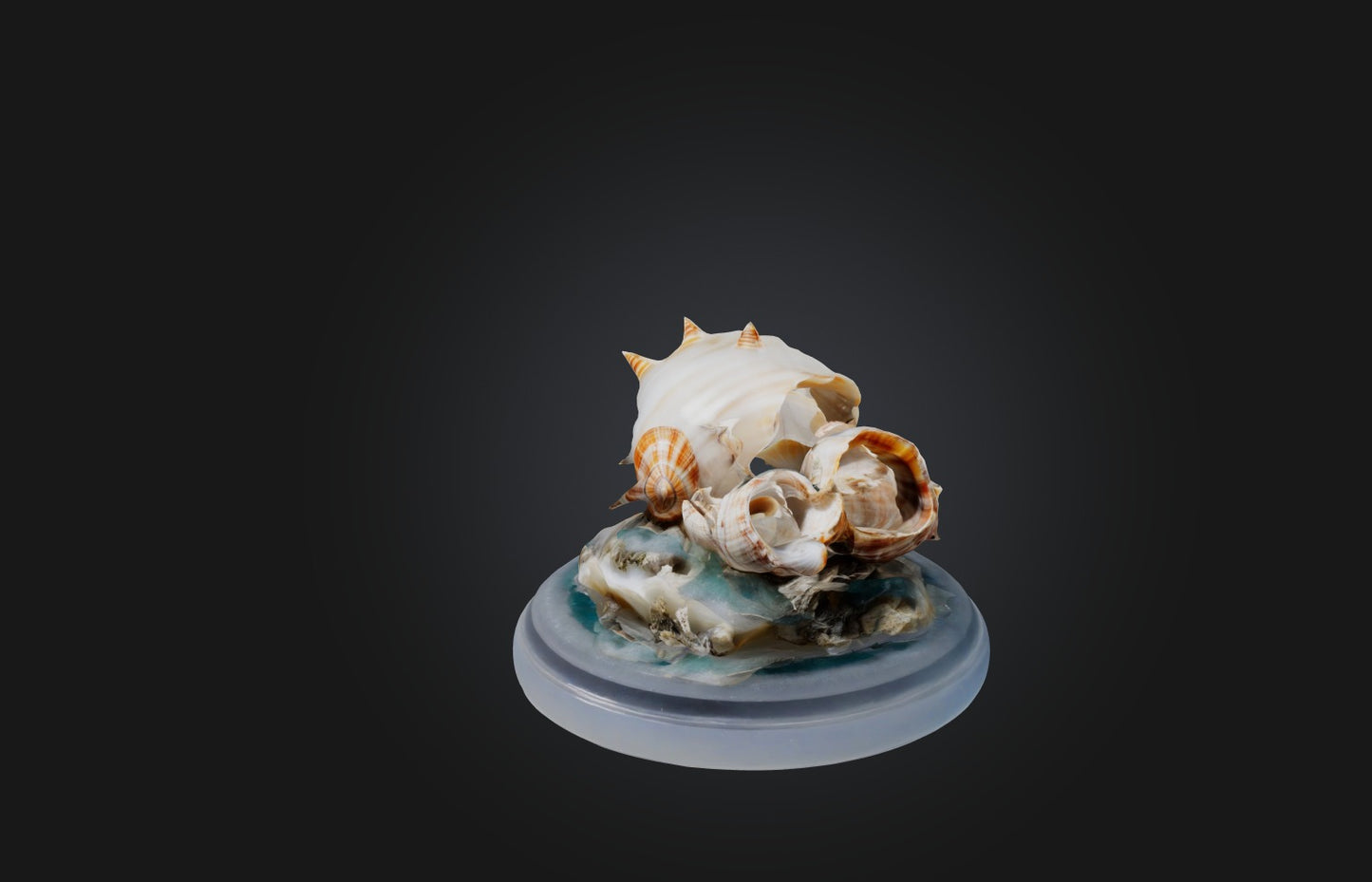 3D model Rare Shell Collection VR / AR / low-poly