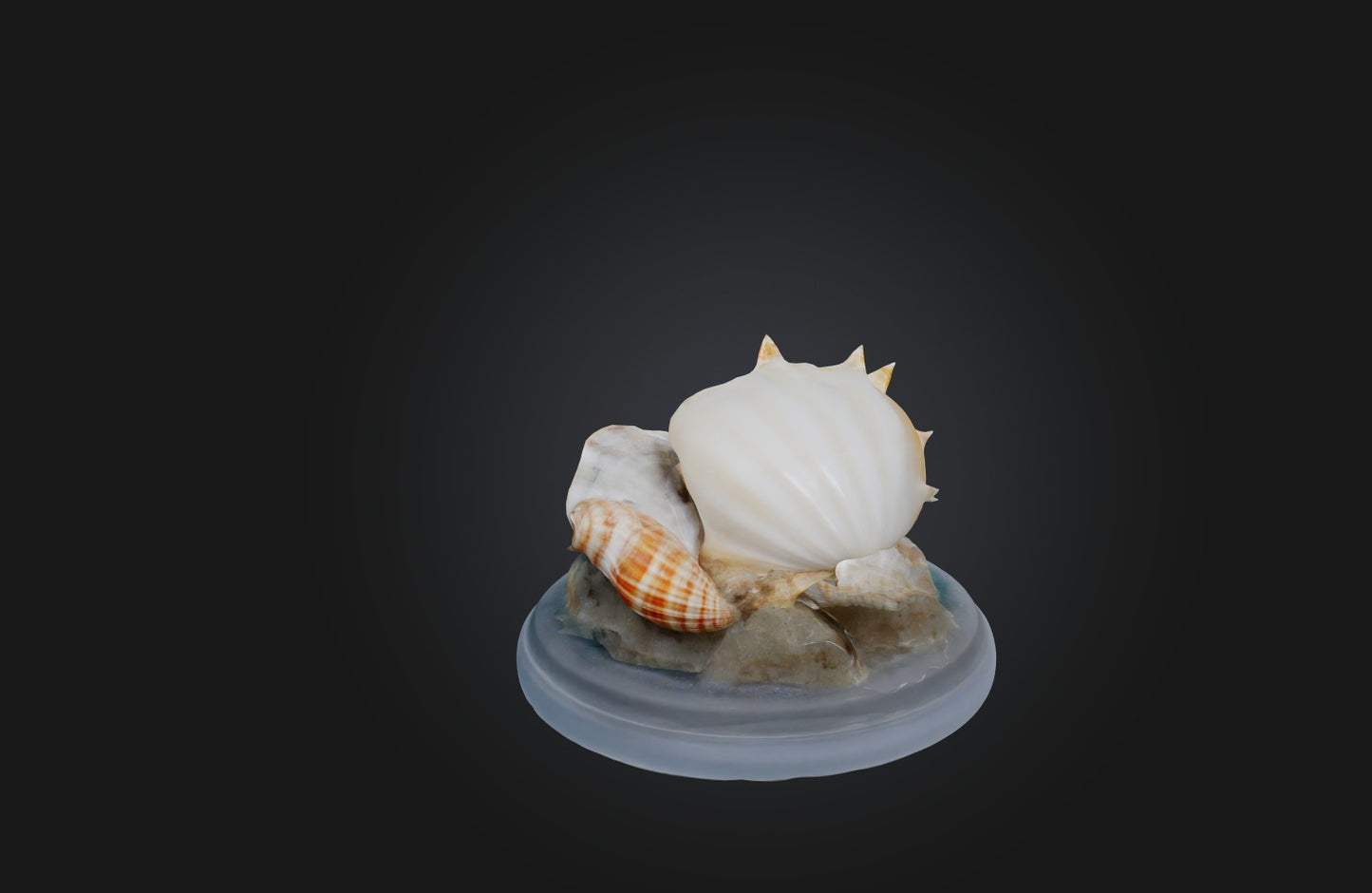 3D model Rare Shell Collection VR / AR / low-poly
