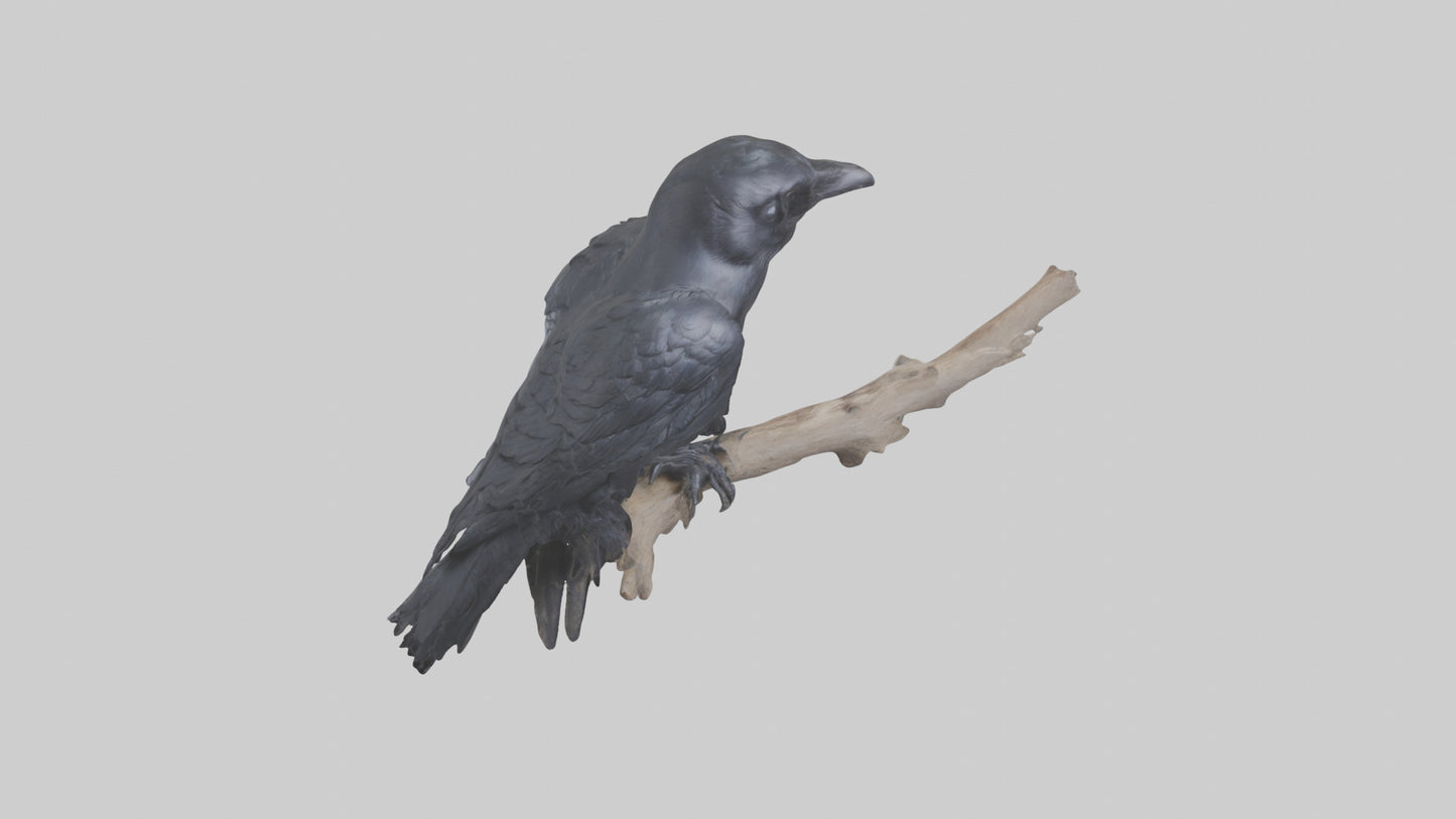 3D model Rattlesnake Tail VR / AR / low-poly